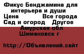 Фикус Бенджамина для интерьера и души › Цена ­ 2 900 - Все города Сад и огород » Другое   . Амурская обл.,Шимановск г.